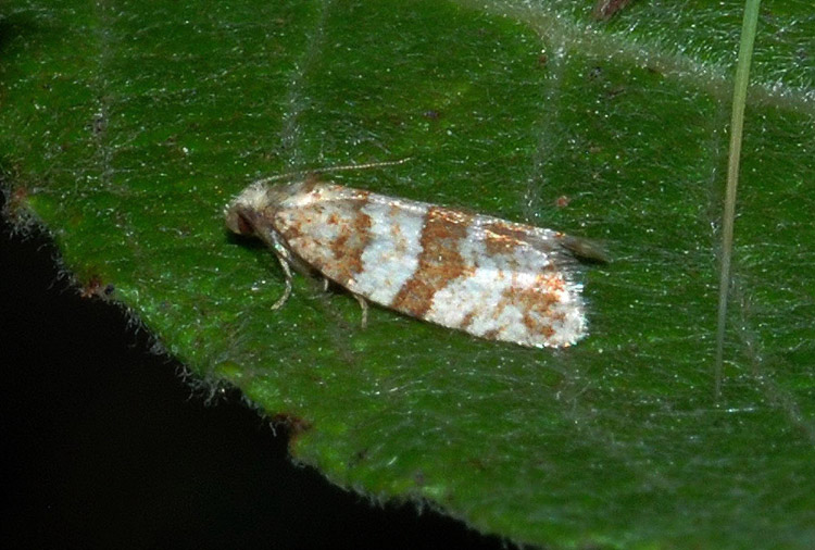 Tortricidae da confermare - Isotrias stramentana